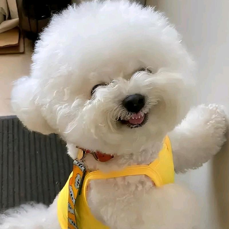 泰迪泰迪熊（米克家）