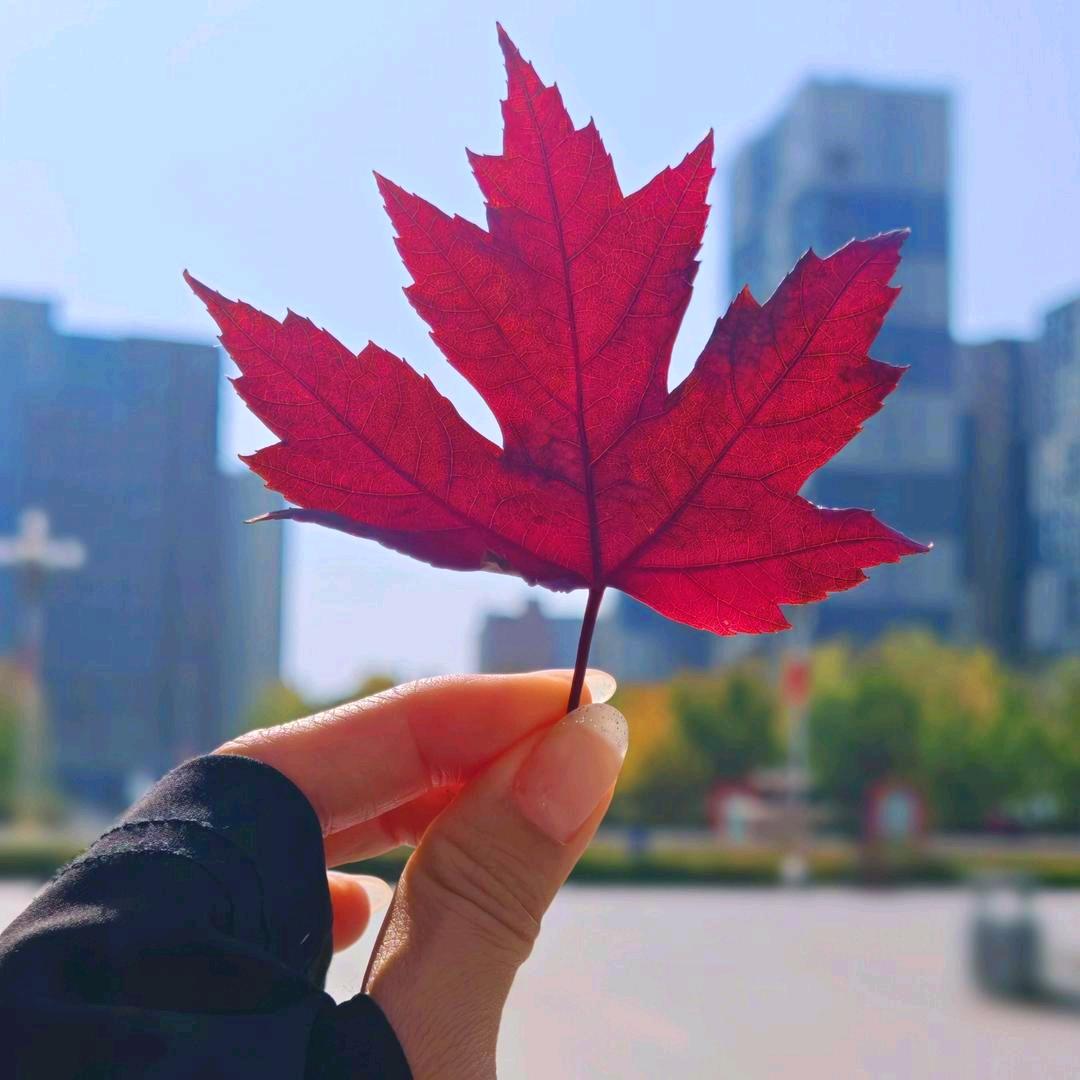 香格里拉枫叶🍁宫老师