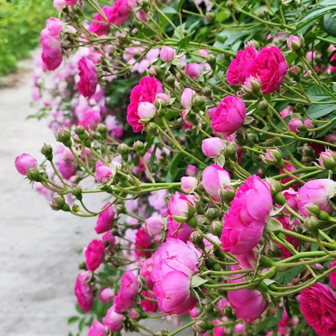 爱画画的姐妹🌸