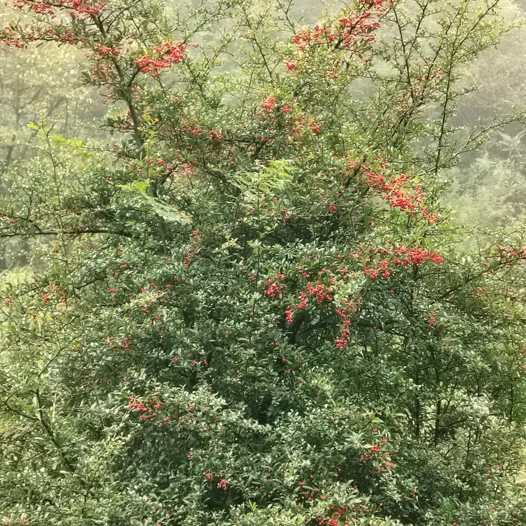 电话已欠费
