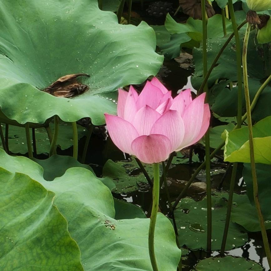 小丁