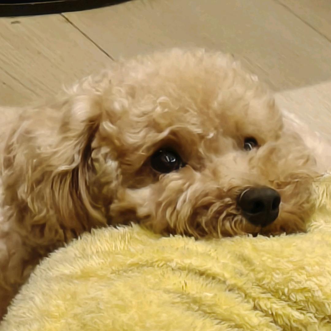 ENFJ小胡（发疯版）