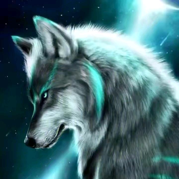 狼🐺🐺狼🐺🐺狼