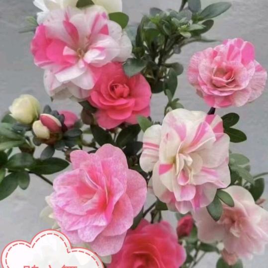 绿萌花卉
