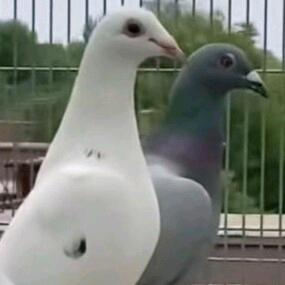 太阳神