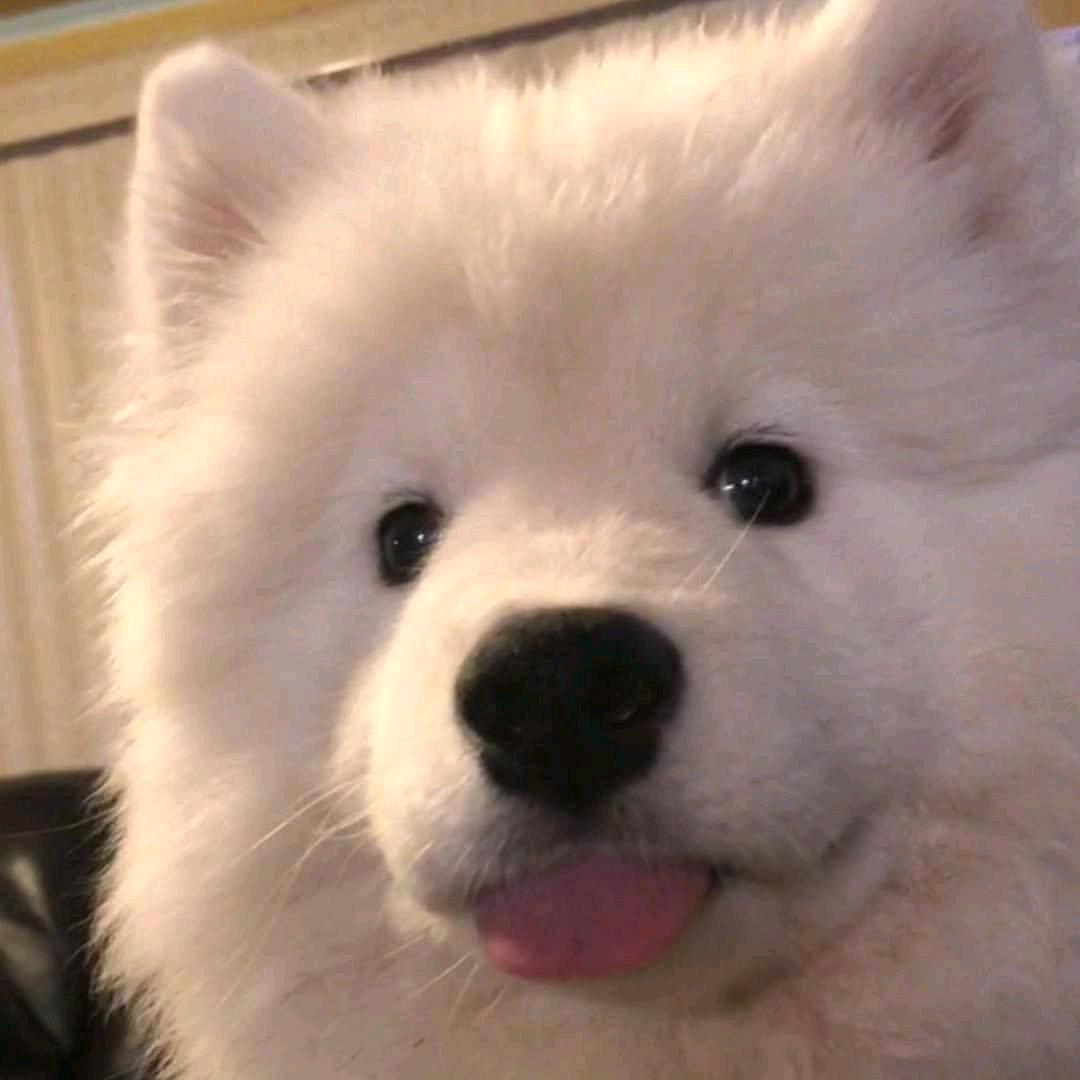 小葱虾头