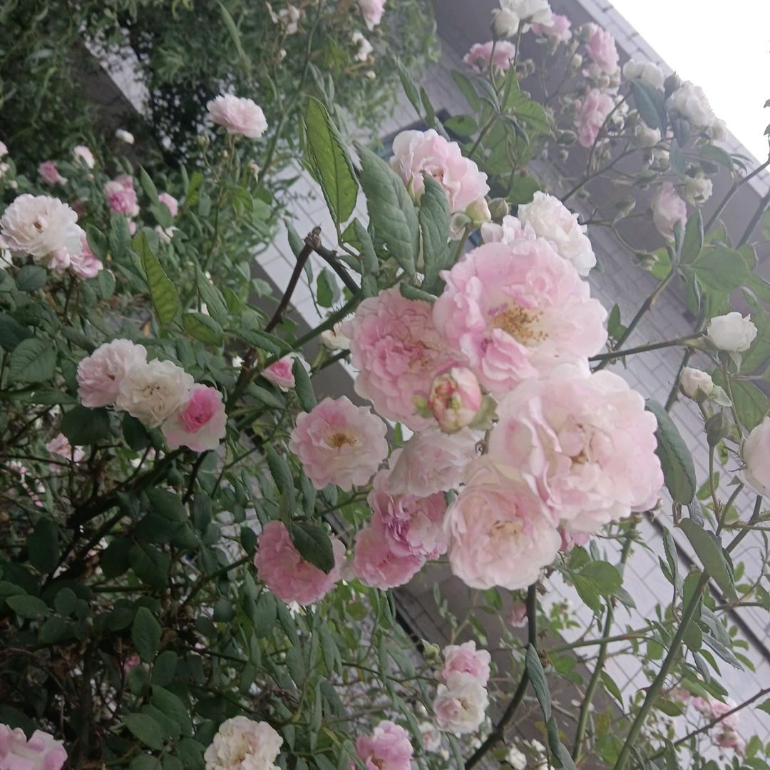 有你就幸福