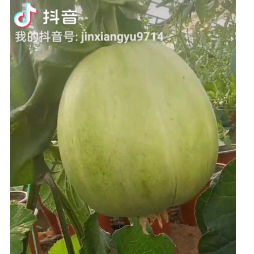金镶玉