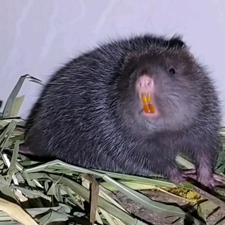 鼠宝宝