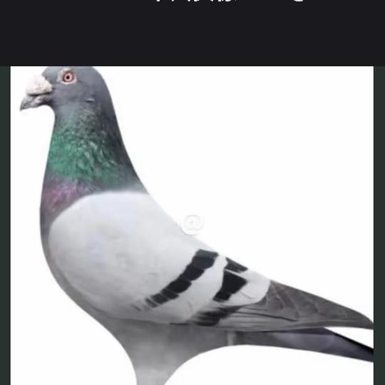 白云，