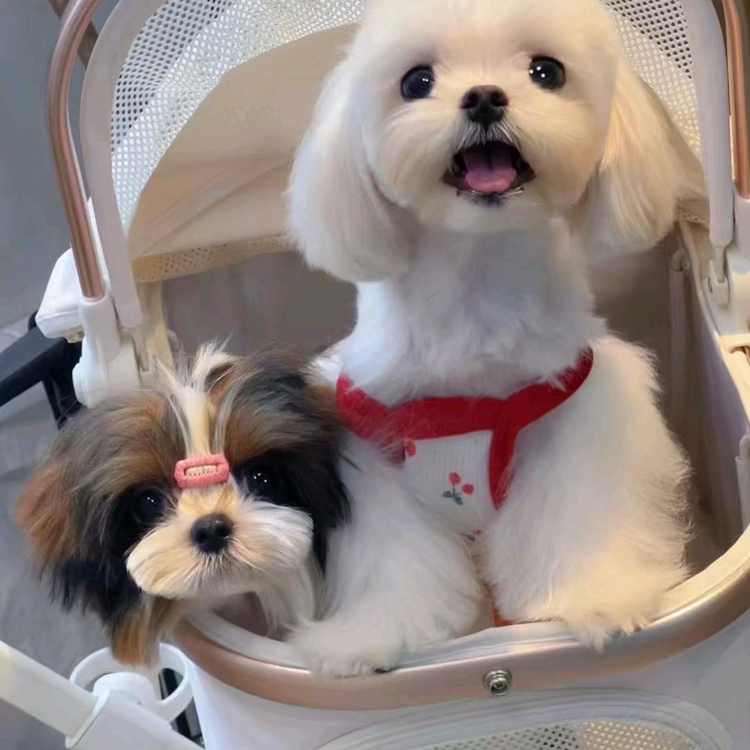 花花🌺家的宠物