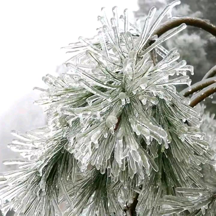 龙在江湖