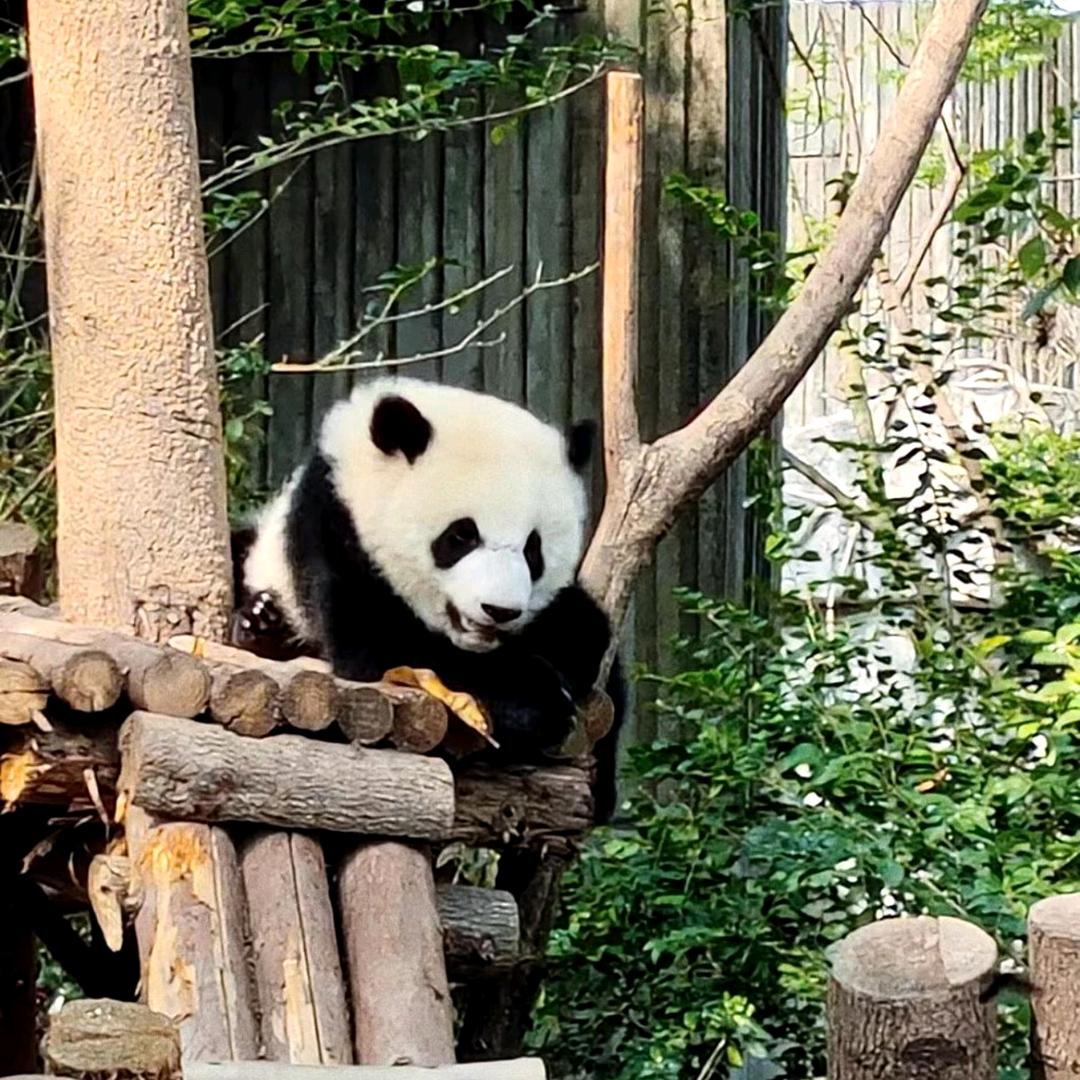 三国曹哥