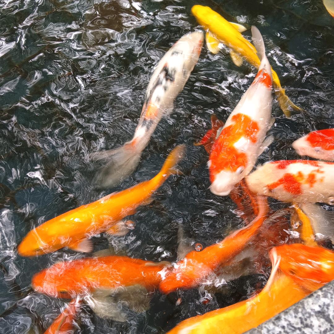 富婆，专包小白脸