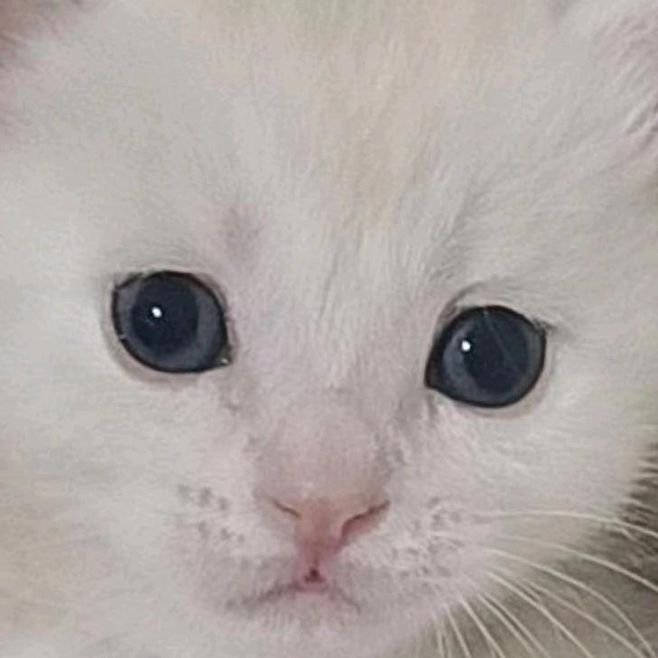 无名猫
