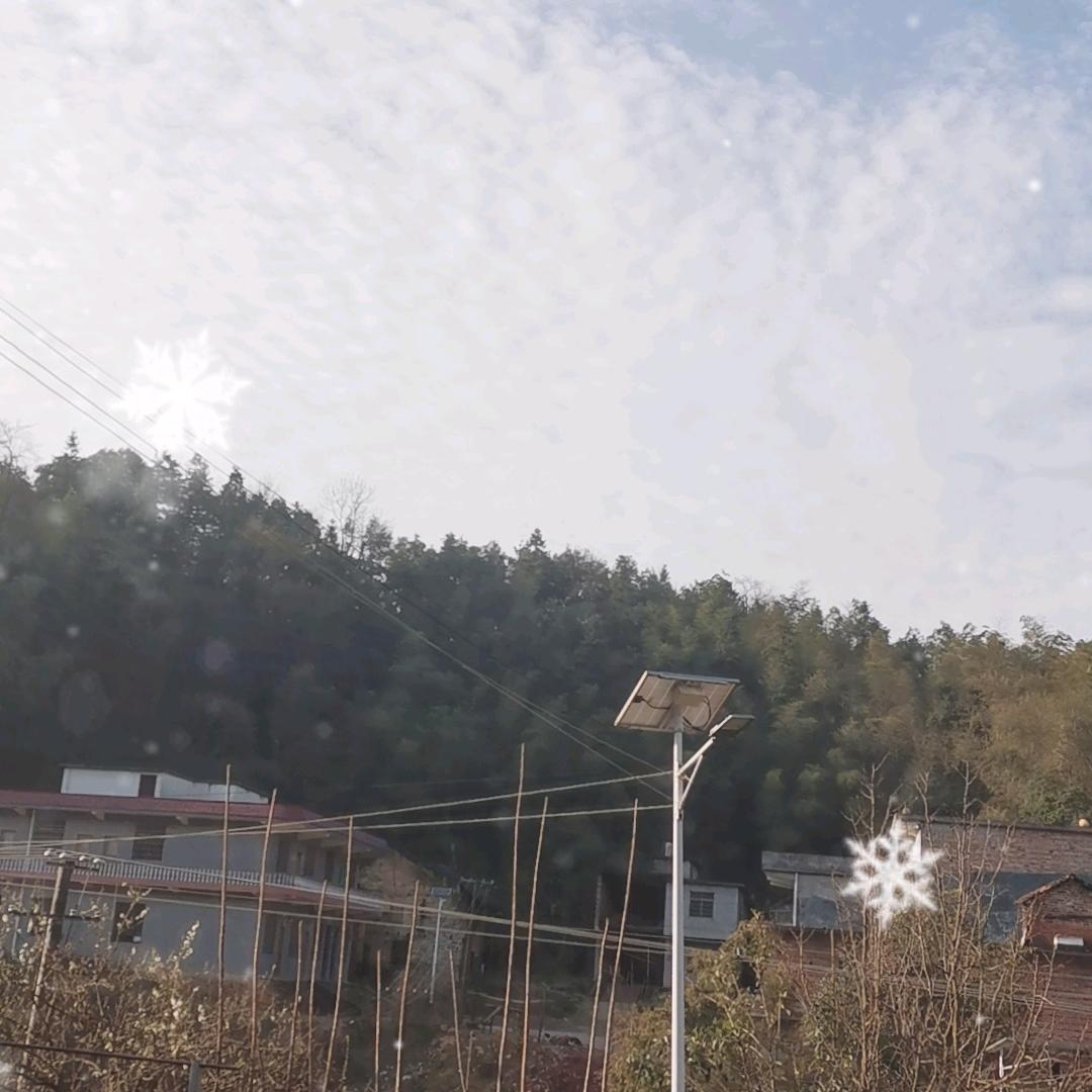 护花大黄瓜
