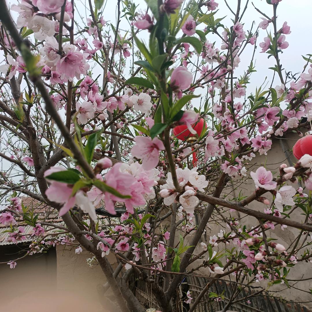 听心