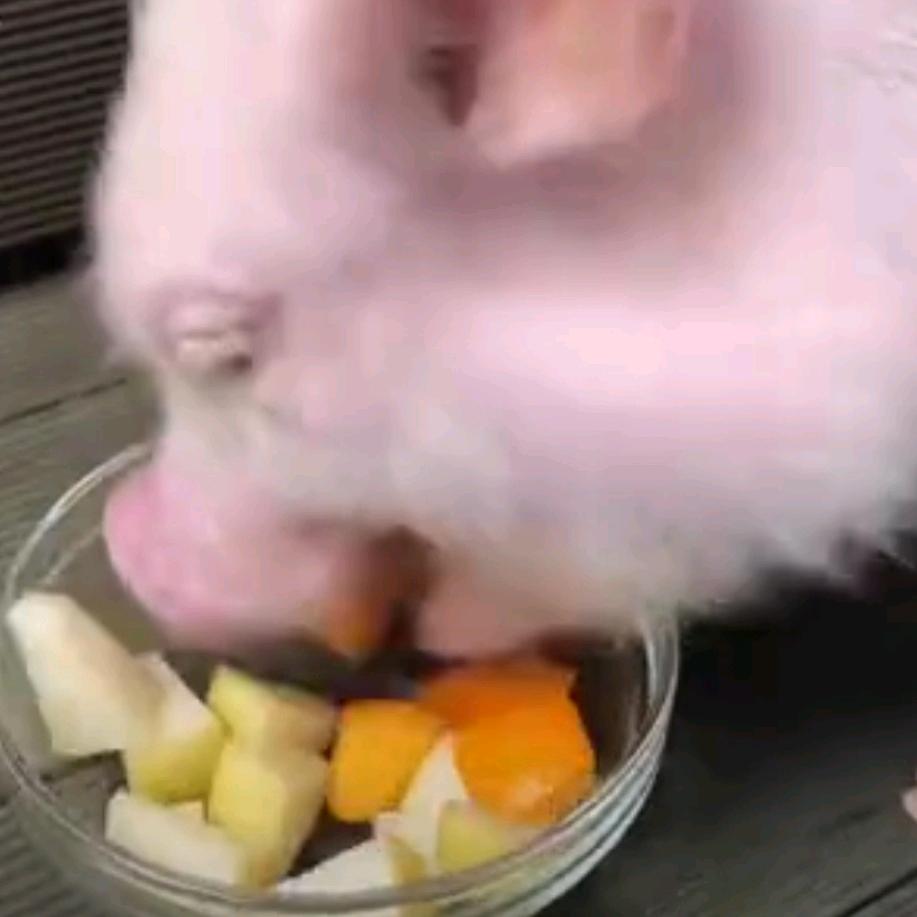 🌈猪蹄爱吃Li🌈