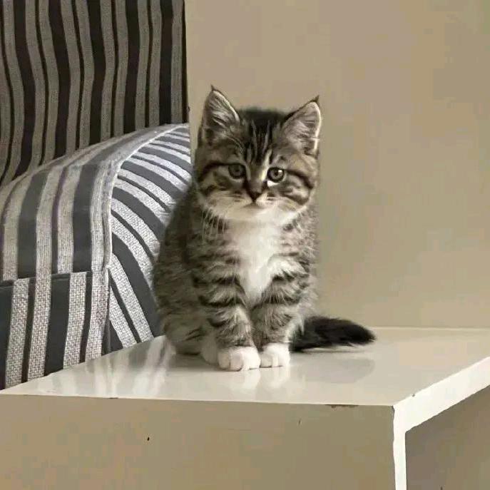 小猫奥利奥