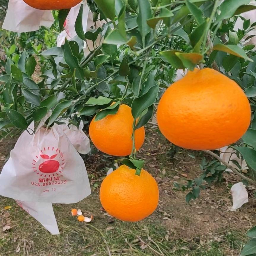 松哥耙耙柑供应店
