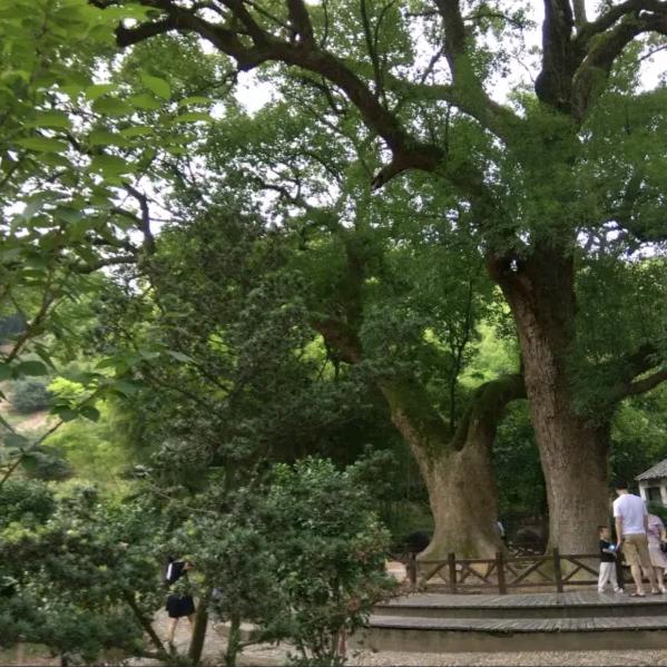 庄市阿姐