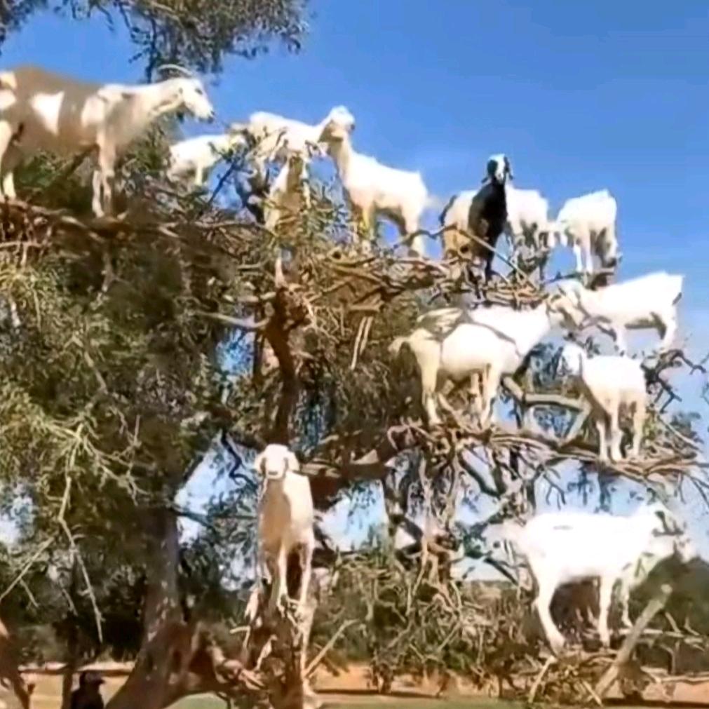 自由人:
