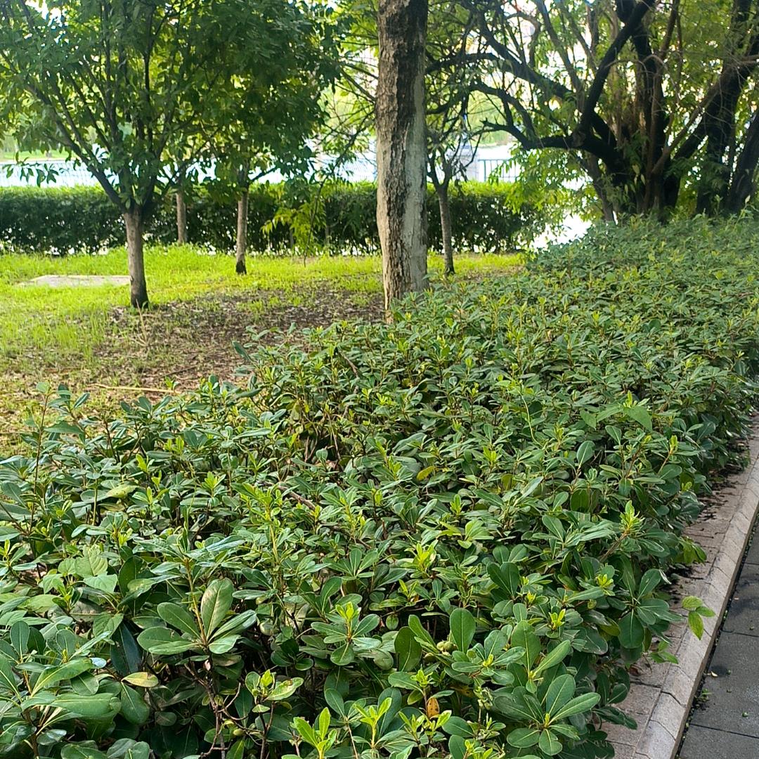 開心果🍒六月