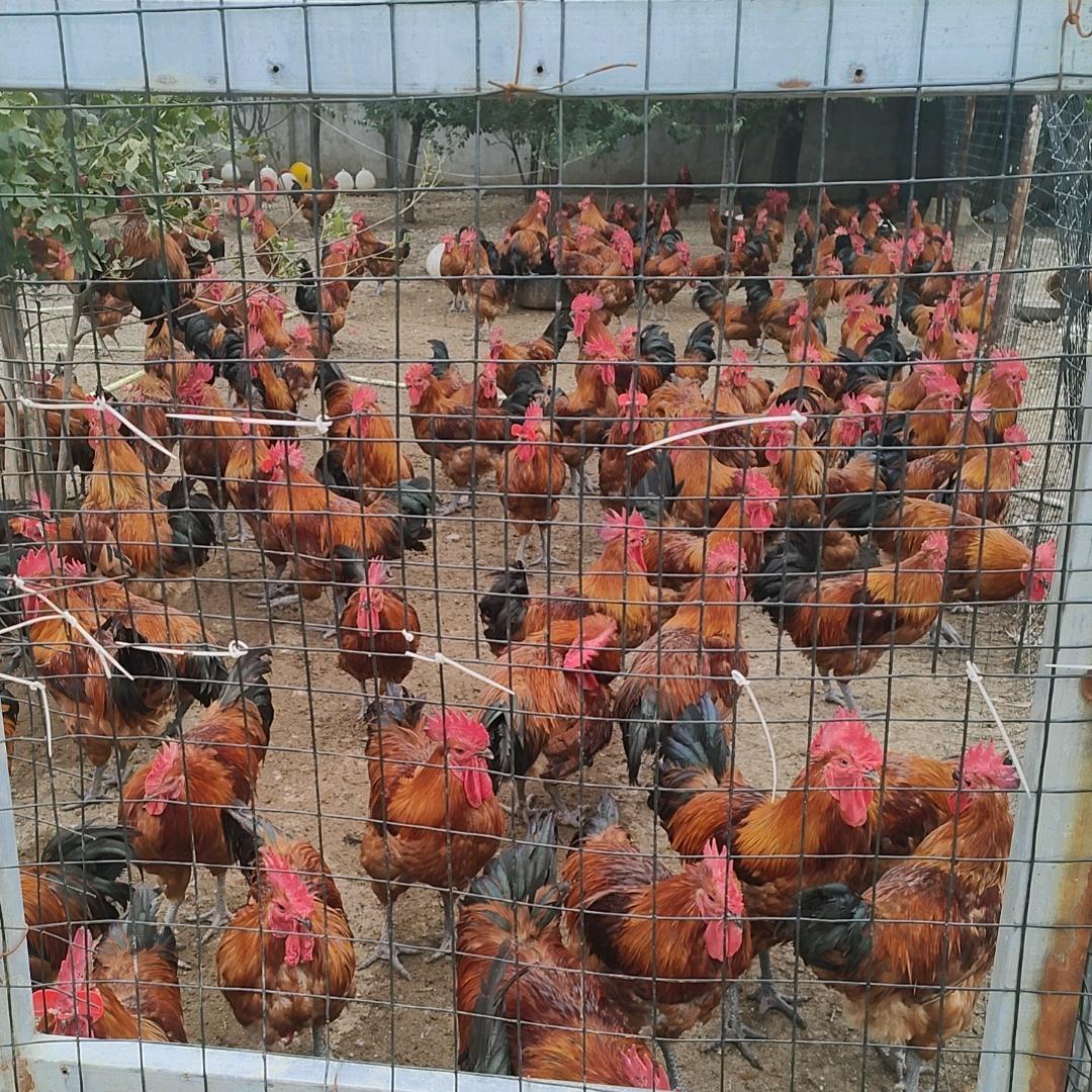 刘二嫂生鲜土特产