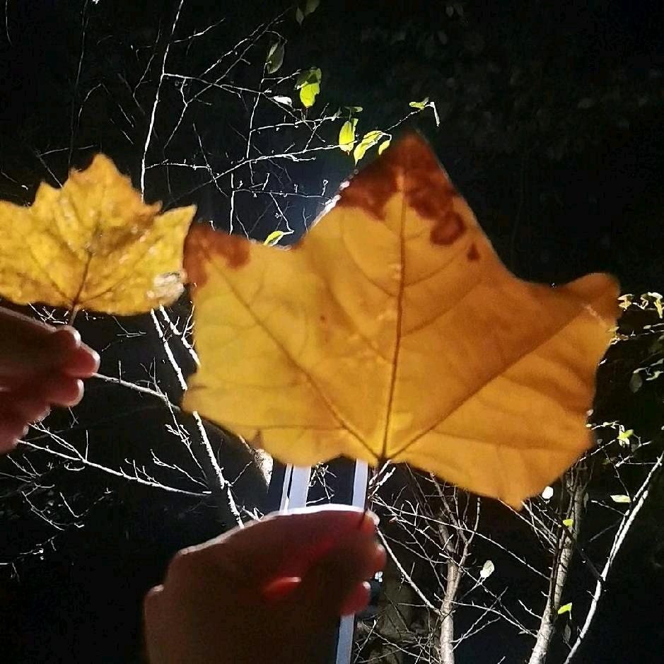 柿柿🌻✦如意꒰ঌ