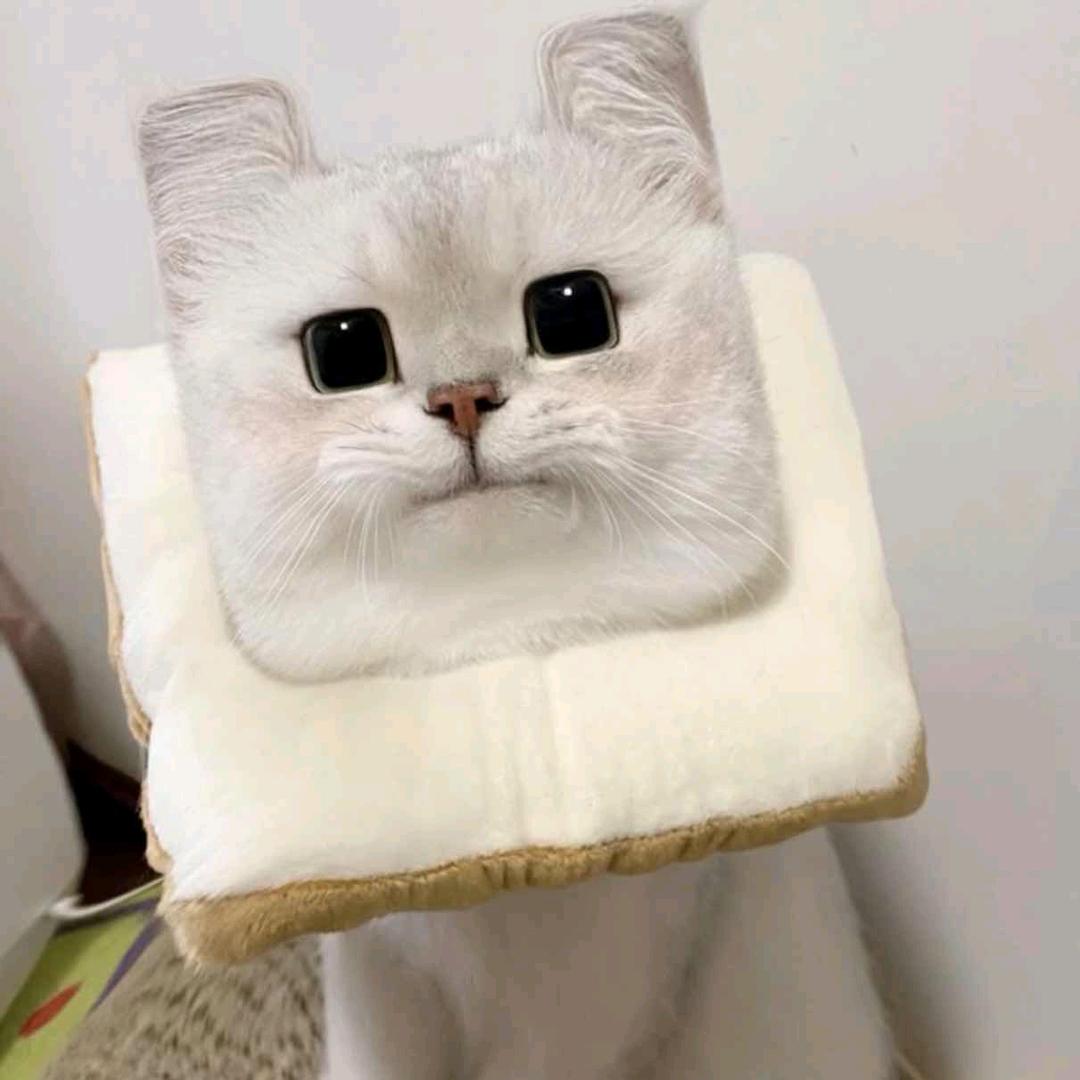 邪恶猫头(◣_◢)