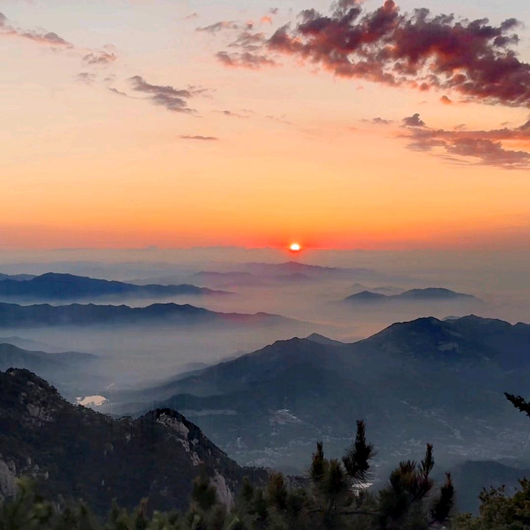 夕阳红