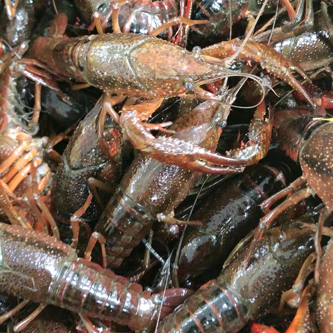 潜江虾谷金信安水产