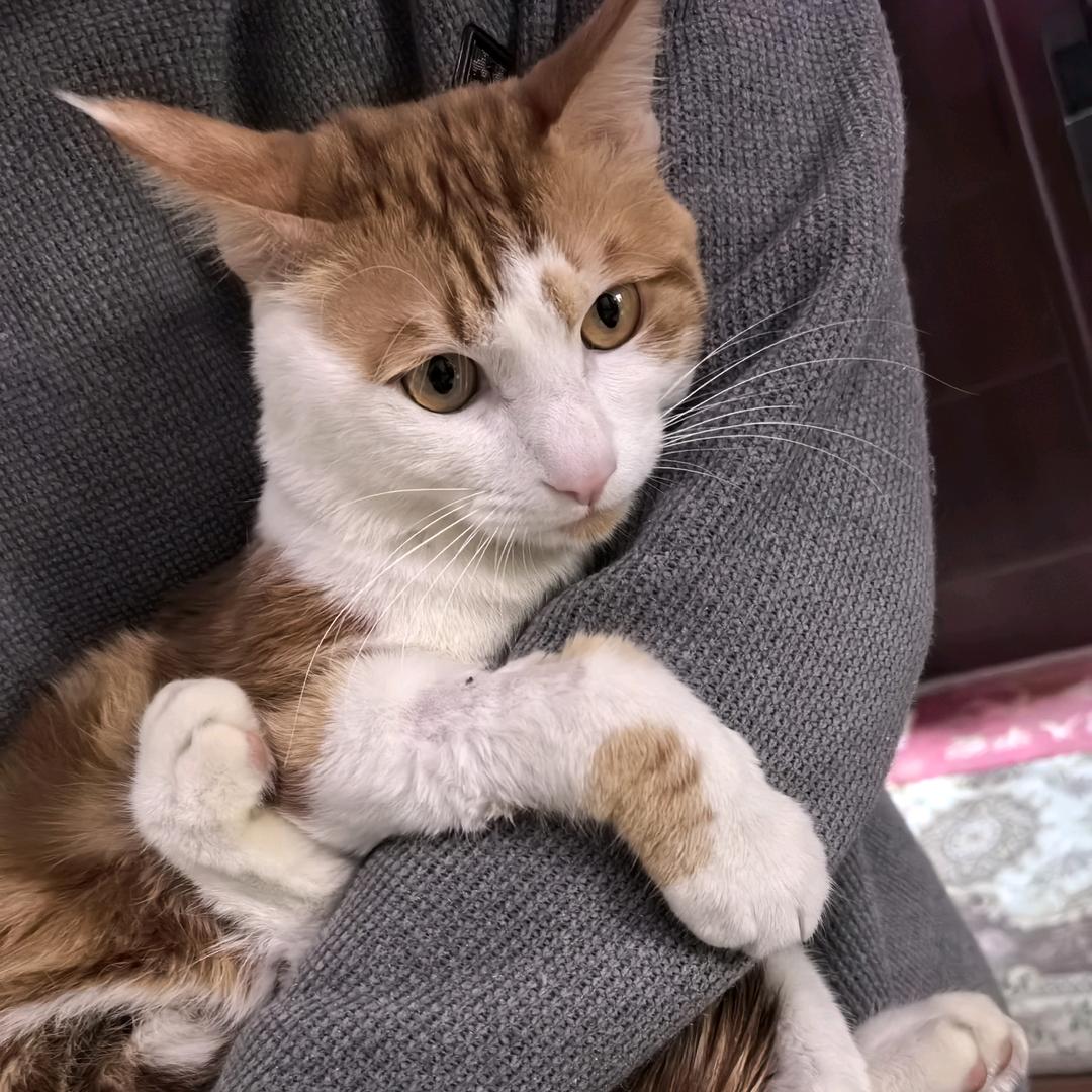 阿馒是只猫