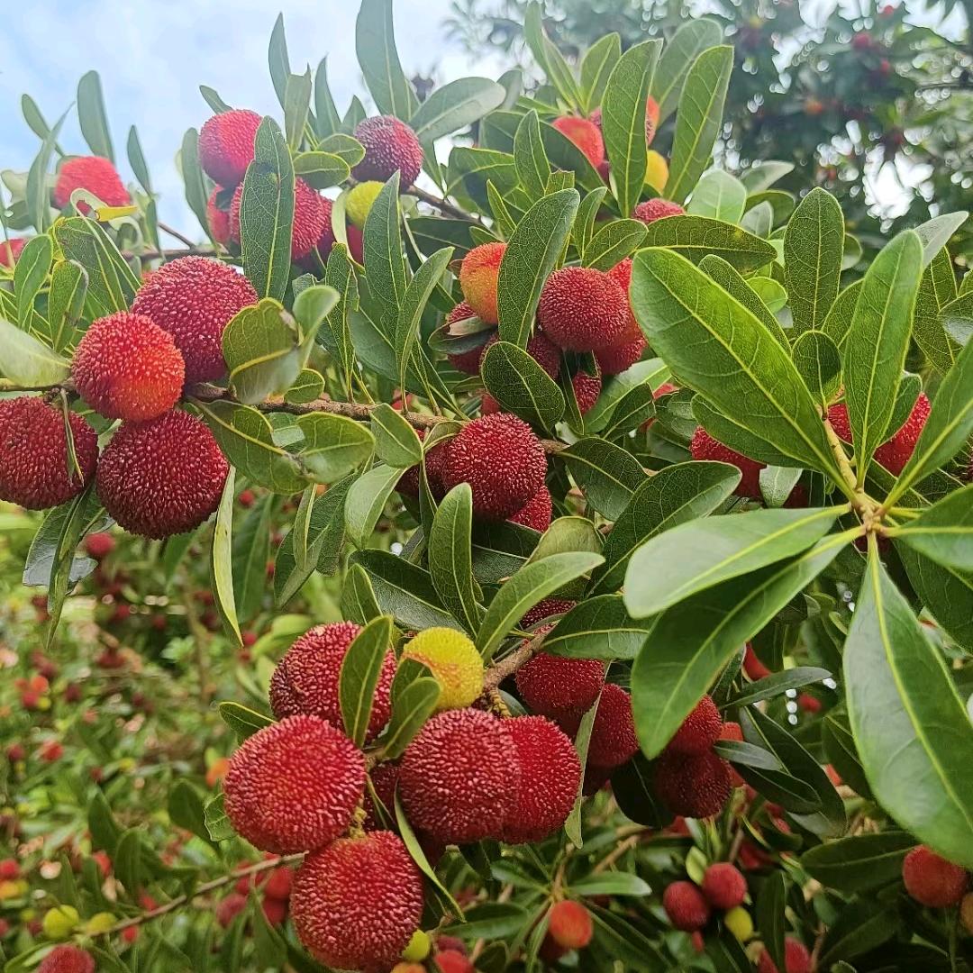 九丫头💪💪💪