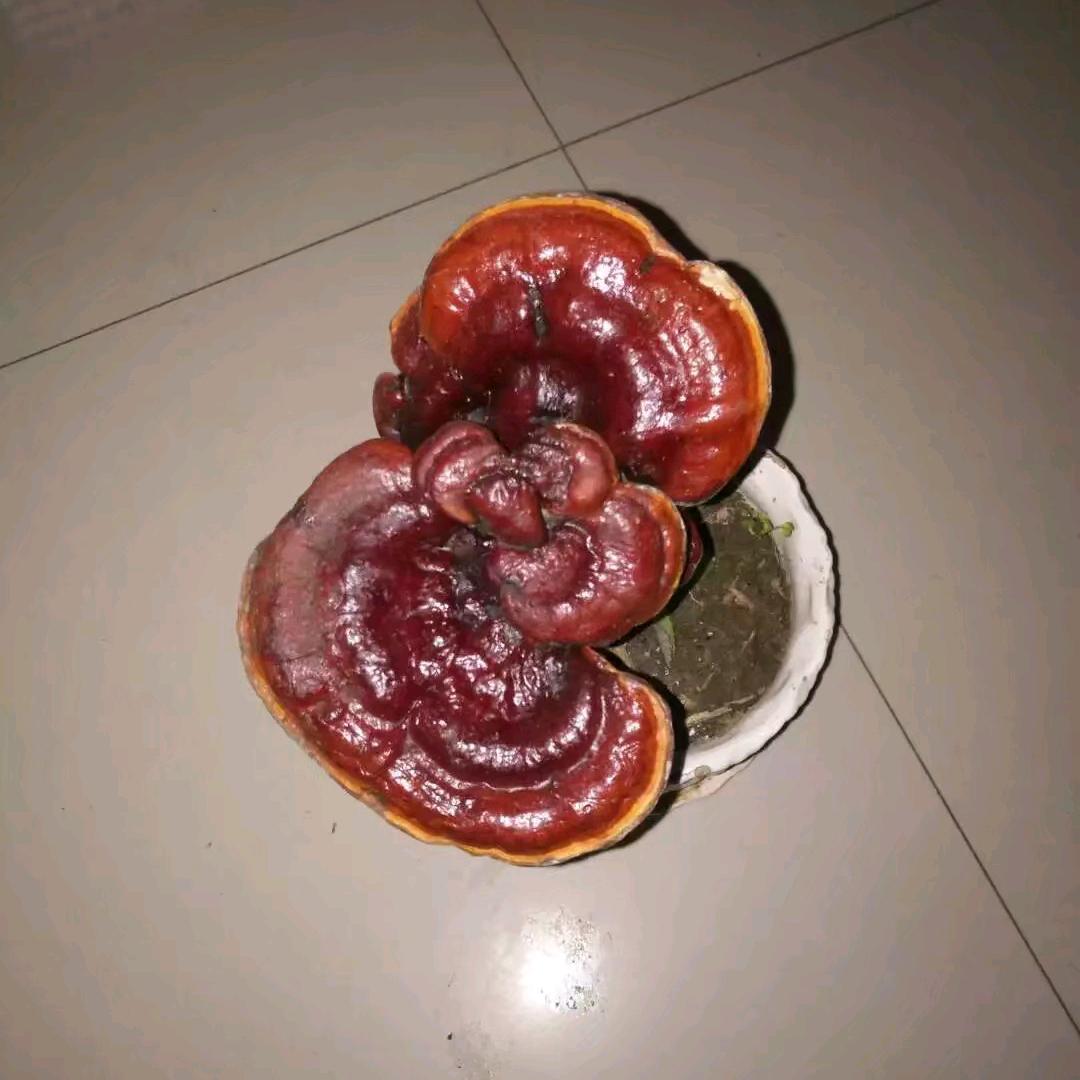 佛爷