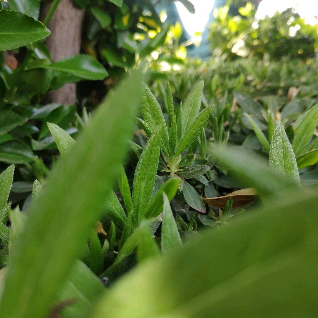 ༺ཉི།典༒ۣ།典ཉྀ༻