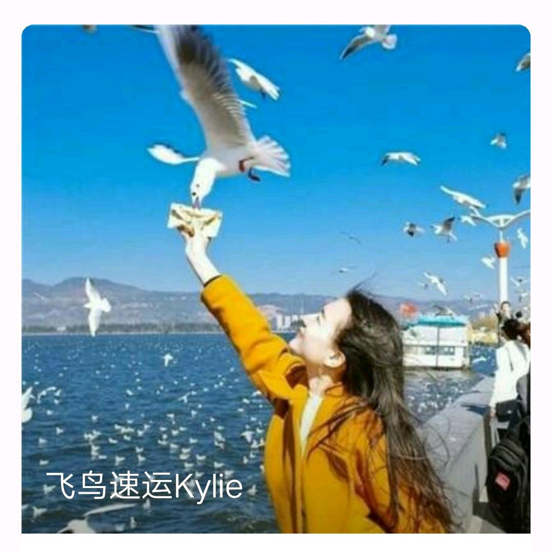 飞鸟国际速运Kylie