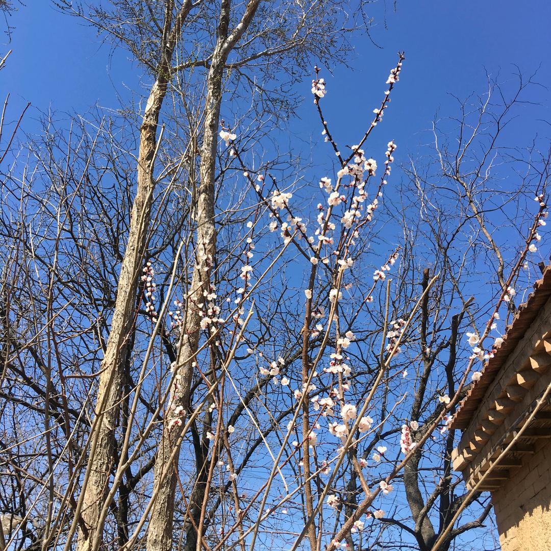 呦呦记