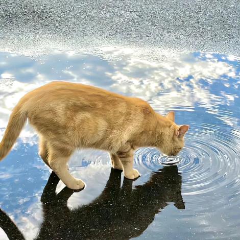 宇宙超级无敌霹雳高傲冷血无情帅气的OMG