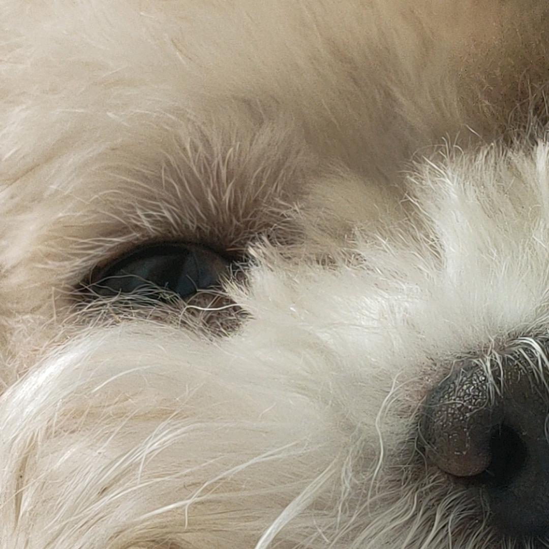 鲁鲁脸大王之我叫付诗佳