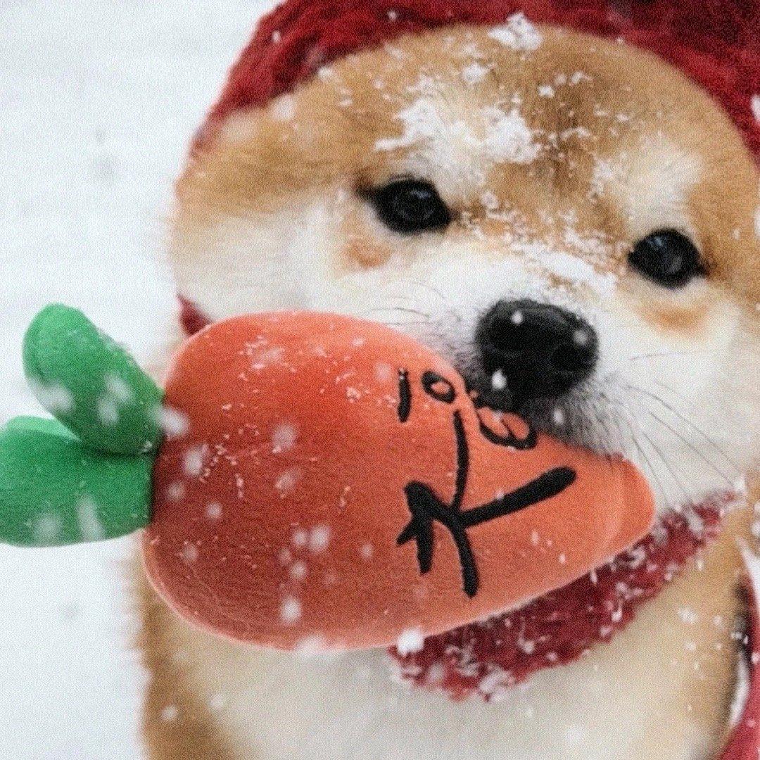 爱风 追马