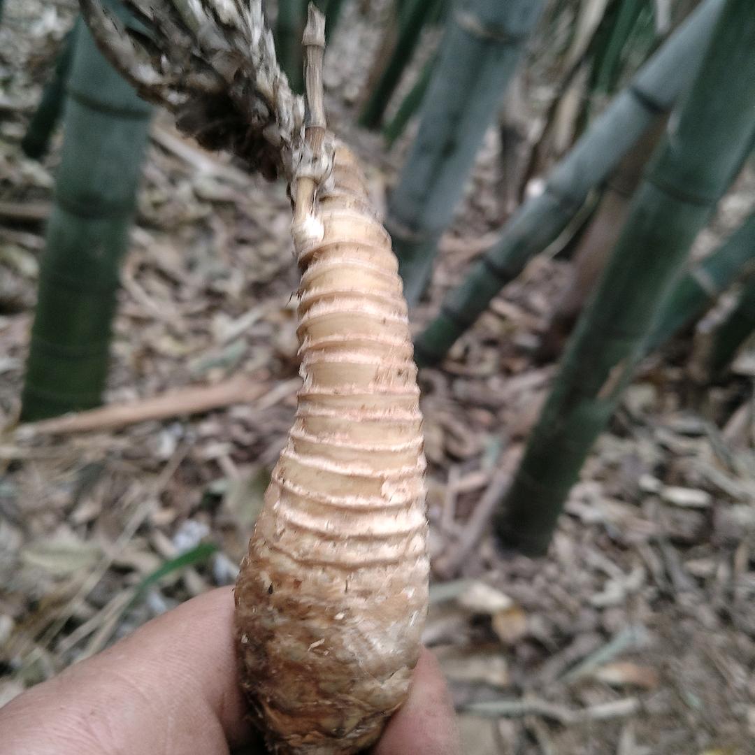 斗一斗