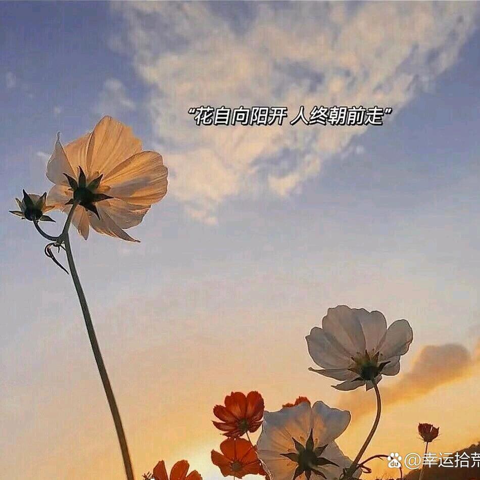 半亩花田