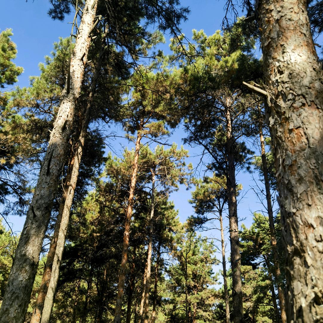 想退休的铁柱😈