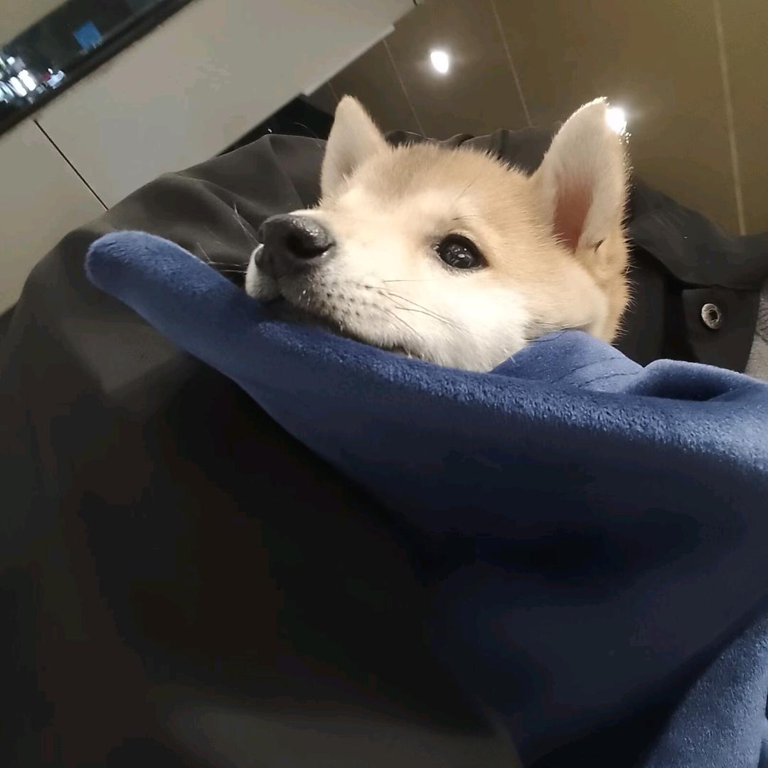 焦虑