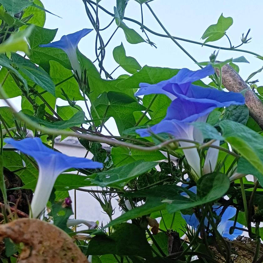 美好