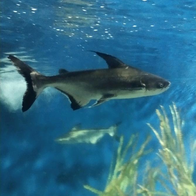 知行合一(顺为)