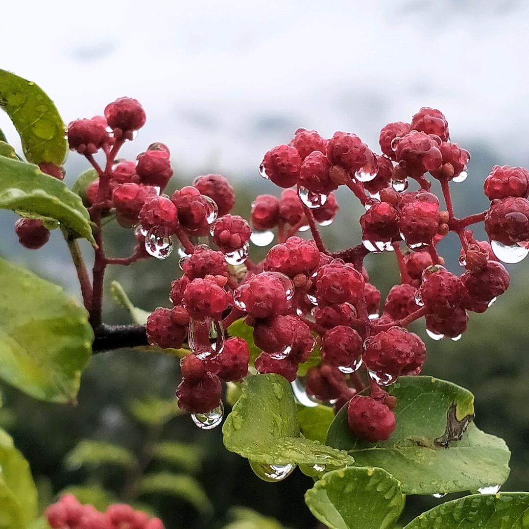 化雪总比下雪冷