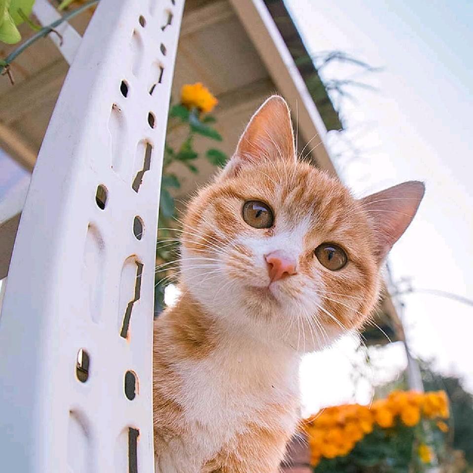 子猫
