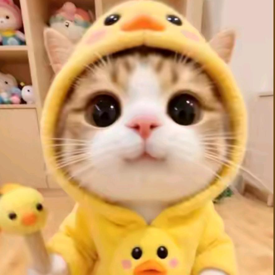 邪恶小蠢猫